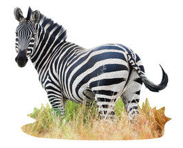 Madd Capp I Am Zebra 1000 Stukken - K-Deetje Oostkamp Brugge Duurzame Baby- en kinderwinkel
